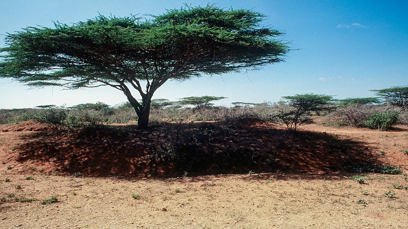 Kismaayo Somalia reverse forest كيسمايو محمية الصومال